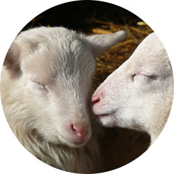 Due agnelli salvati del menu di Pasqua